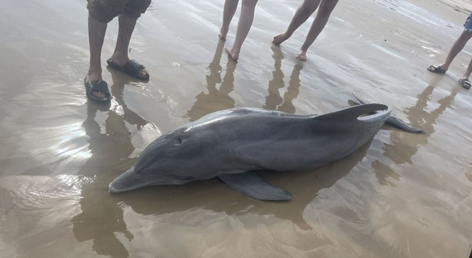 uginuli delfin facebook.jpg